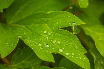 Macro view of rain drops on green peony leaves in summer day.