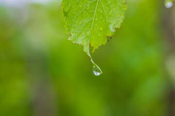 Macro view of leaf of cherry tree with drops of water from rain on green background.