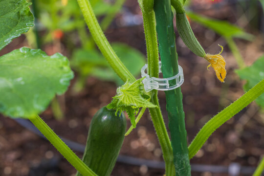 View of plastic fixing clip supporting cucumber plant in greenhouse.