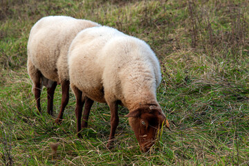 Mouton génétiquement manipulé pour produire encore plus de viande. Vue imaginaire, bien sûr ... :-)
