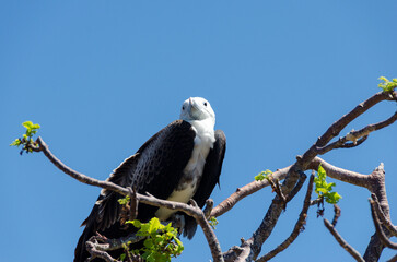 Pequeña águila