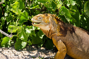 Iguanas de Galápagos