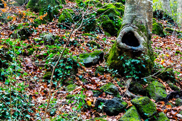 Tree cavity in forest with leaves and volcanic rocks
