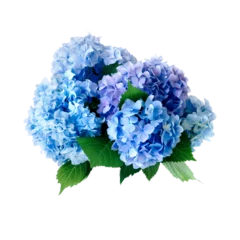 Fotobehang Hortensia Pink blue violet multi-colored hydrangea flowers, png isolated on transparent background. Branches with lush Rhododendron flowers  © Daria