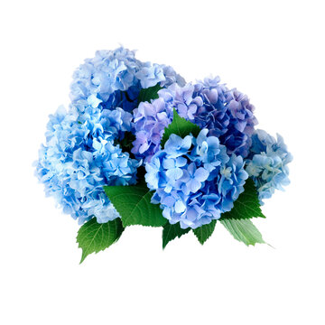 Pink blue violet multi-colored hydrangea flowers, png isolated on transparent background. Branches with lush Rhododendron flowers