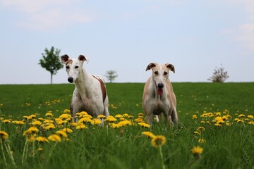 two beautiful different galgos are standing in the garden in a field of dandelions