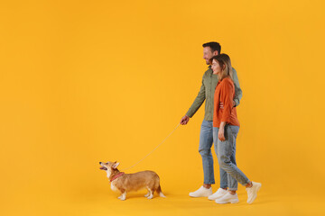 Full length profile shot of man and woman walking with their corgi dog isolated on yellow studio...