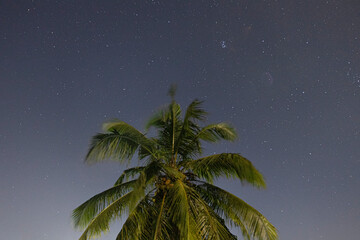 palm tree on blue sky