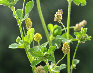 Hop alfalfa (Medicago lupulina) blooms in the meadow