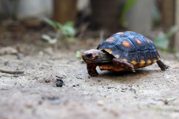 Cute small baby Red-foot Tortoise in the nature,The red-footed tortoise (Chelonoidis carbonarius) is a species of tortoise from northern South America