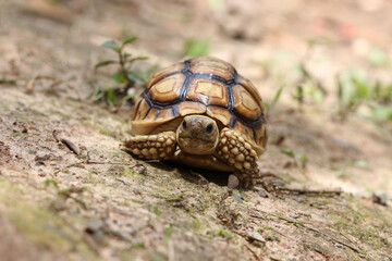 African Sulcata Tortoise Natural Habitat,Close up African spurred tortoise resting in the garden, Slow life ,Africa spurred tortoise sunbathe on ground with his protective shell ,Beautiful Tortoise