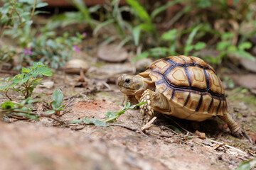 African Sulcata Tortoise Natural Habitat,Close up African spurred tortoise resting in the garden, Slow life ,Africa spurred tortoise sunbathe on ground with his protective shell ,Beautiful Tortoise