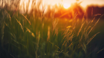 Golden Hour Glow on Lush Green Grass. Generative AI