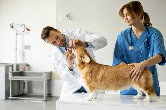 Friendly male veterinarian in uniform checking the teeth of pretty pembroke welsh corgi dog while his female young assistant keeping a patient. Vet clinic