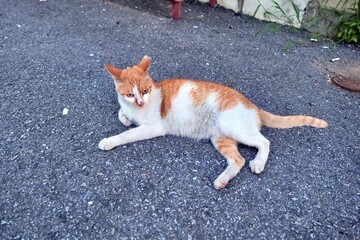 개, animal, 애완 동물, 고양이, 테리어, 강아지, 포유동물, 백, 고립시키는, 송곳니, 갈색, 가정의, 계통, 귀여운, 고양이, 작은, 사랑스러운, 모피, 검다, animal, 강아지, 애완 동물, baby, 순종, 개