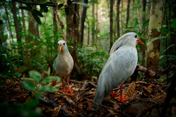 Kagu or Cagou, kavu or kagou - Rhynochetos jubatus crested long-legged bluish-grey bird endemic to mountain forests of New Caledonia, Rhynochetos in Rhynochetidae, almost flightless