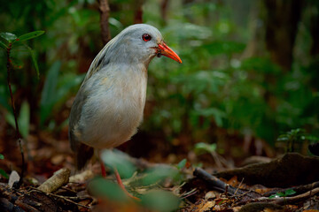 Kagu or Cagou, kavu or kagou - Rhynochetos jubatus crested long-legged bluish-grey bird endemic to mountain forests of New Caledonia, Rhynochetos in Rhynochetidae, almost flightless