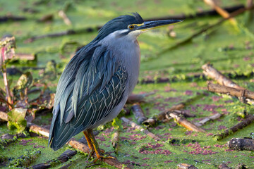Striated Heron at Otter bridge (Groenrugreier) in Rietvlei nature Reserve