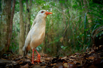 Kagu or Cagou, kavu or kagou - Rhynochetos jubatus crested long-legged bluish-grey bird endemic to...