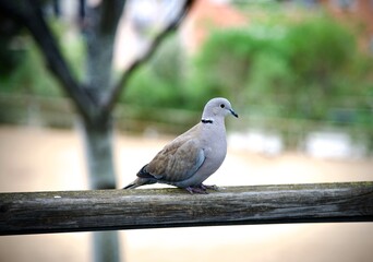 pigeon on the fence