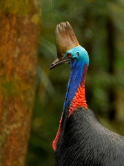 Naklejka premium Southern Cassowary - Casuarius casuarius also Double-wattled or Australian or Two-wattled cassowary, large flightless black bird, ratite related to the emu, ostriches, rheas and kiwis, in the rainfore