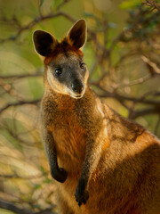 Swamp Wallaby - Wallabia bicolor small macropod marsupial of eastern Australia. Known as the black...