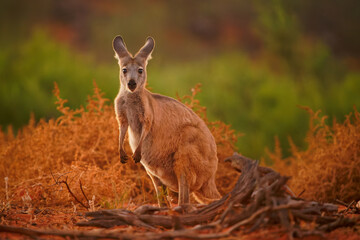 Common Wallaroo - Osphranter robustus also called euro or hill wallaroo, mostly nocturnal and solitary, loud hissing noise, sexually dimorphic, like most wallaroos, kangaroo in the evening © phototrip.cz