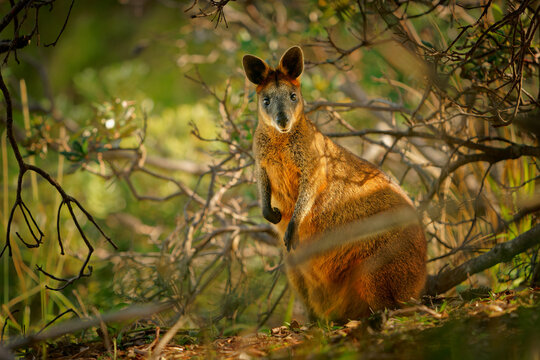 Swamp Wallaby - Wallabia bicolor small macropod marsupial of eastern Australia. Known as the black wallaby, black-tailed wallaby, fern wallaby, black pademelon, stinker and black stinker