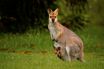 Bennett's wallaby - Macropus or Notamacropus rufogriseus, also Red-necked wallaby, medium-sized macropod marsupial, common in eastern Australia, Tasmania, male with pup - obrazy, fototapety, plakaty
