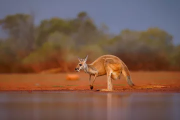 Poster Red kangaroo - Osphranter rufus the largest of kangaroos, terrestrial marsupial mammal native to Australia, found across mainland Australia, long, pointed ears and a square shaped muzzle © phototrip.cz