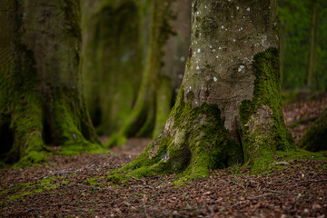 Mystical Woods, Natural green moss on the old oak tree roots. Natural Fantasy forest background.