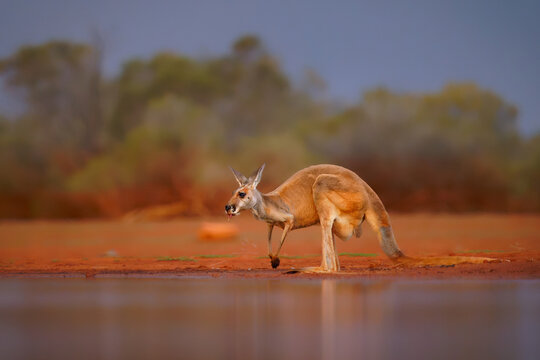 Red kangaroo - Osphranter rufus the largest of kangaroos, terrestrial marsupial mammal native to Australia, found across mainland Australia, long, pointed ears and a square shaped muzzle