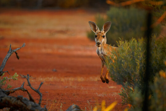 Red kangaroo - Osphranter rufus the largest of kangaroos, terrestrial marsupial mammal native to Australia, found across mainland Australia, long, pointed ears and a square shaped muzzle