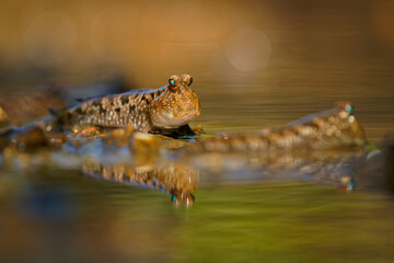Barred Mudskipper - Periophthalmus argentilineatus  or Silverlined mudskipper, fish native to marine, fresh and brackish waters from Africa to Australia, mangrove forests and nipa palm stands.