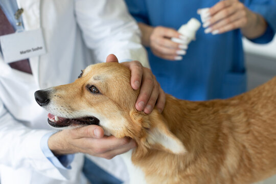 Veterinary doctors taking care and examining a beautiful pretty pembroke welsh corgi dog during checkup in vet clinic, closeup