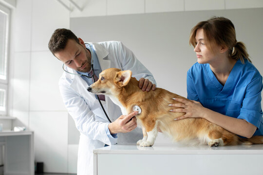Professional male veterinarian doctor listening to pembroke welsh corgi dog's heartbeat through stethoscope, working at vet clinic with female assistant