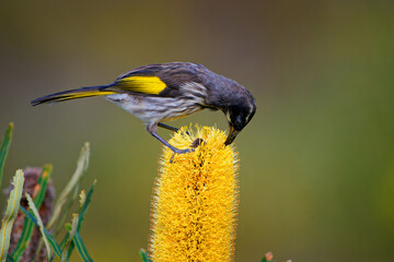 New Holland Honeyeater - Phylidonyris novaehollandiae - australian bird with yellow color in the wings feeding on nectar on the yellow banksia blossom in southern Australia - 619188674