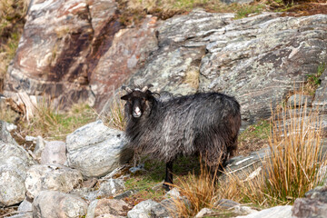 Sheep on the rocks on the stony coast on Kristiansand, Norway