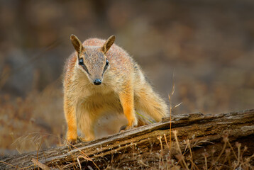 Numbat - Myrmecobius fasciatus also noombat or walpurti, insectivorous diurnal marsupial, diet consists almost exclusively of termites. Small cute animal termit hunter in the australian forest
