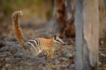 Numbat - Myrmecobius fasciatus also noombat or walpurti, insectivorous diurnal marsupial, diet consists almost exclusively of termites. Small cute animal termit hunter in the australian forest - obrazy, fototapety, plakaty