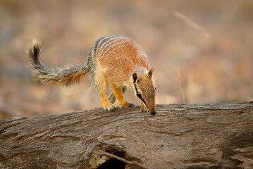 Numbat - Myrmecobius fasciatus also noombat or walpurti, insectivorous diurnal marsupial, diet consists almost exclusively of termites. Small cute animal termit hunter in the australian forest