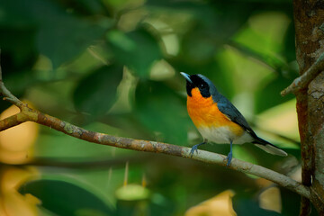 Spectacled Monarch - Symposiarchus trivirgatus bird in Monarchidae, in Australia, Indonesia and Papua New Guinea, subtropical or tropical moist lowland or mangrove and moist montane forests