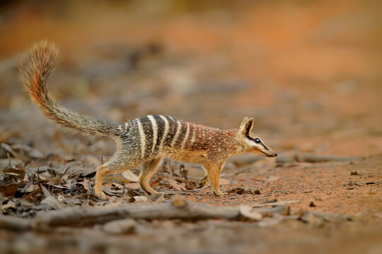 Numbat - Myrmecobius fasciatus also noombat or walpurti, insectivorous diurnal marsupial, diet consists almost exclusively of termites. Small cute animal termit hunter in the australian forest