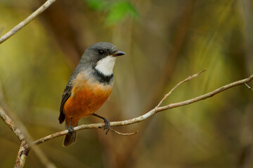 Rufous Whistler - Pachycephala rufiventris in Queensland, Australia. Beautiful singing colorful australian song bird with orange red breast and belly in the forest with beautiful background