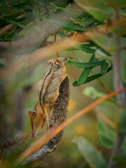 Honey Possum or noolbenger Tarsipes rostratus tiny marsupial feeds on the nectar and pollen of yellow bloom, important pollinator for Banksia attenuata and coccinea and Adenanthos cuneatus