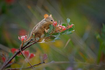 Honey Possum or noolbenger Tarsipes rostratus tiny marsupial feeds on the nectar and pollen of yellow bloom, important pollinator for Banksia attenuata and coccinea and Adenanthos cuneatus - 619189295
