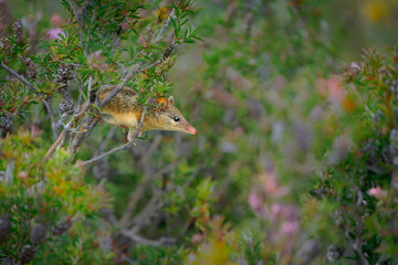 Honey Possum or noolbenger Tarsipes rostratus tiny marsupial feeds on the nectar and pollen of yellow bloom, important pollinator for Banksia attenuata and coccinea and Adenanthos cuneatus