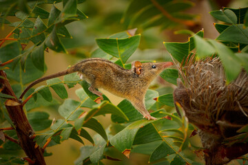 Honey Possum or noolbenger Tarsipes rostratus tiny marsupial feeds on the nectar and pollen of yellow bloom, important pollinator for Banksia attenuata and coccinea and Adenanthos cuneatus
