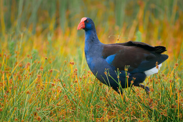 Australasian swamphen (Porphyrio melanotus), a beautiful interesting wetland bird. Colorful bird,...