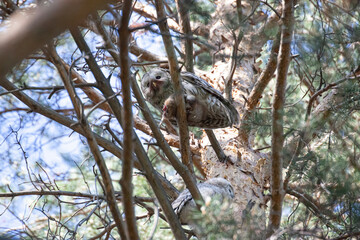 Ural owl. bird of prey eating. A bird of prey in a tree holds its prey in its claws. predatory bird. A big owl eats its prey. Bird with baby. strix uralensis